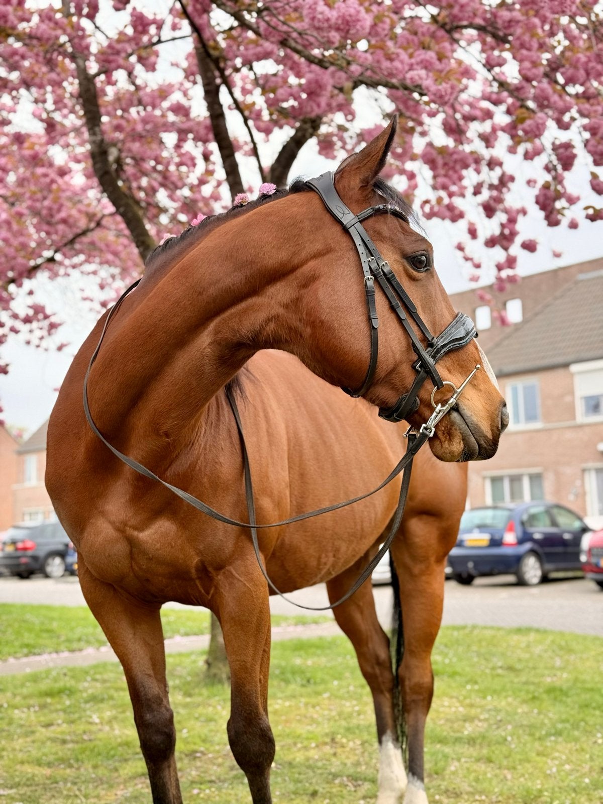 Lease paard aangeboden, Dieren en Toebehoren, Ophalen of Verzenden