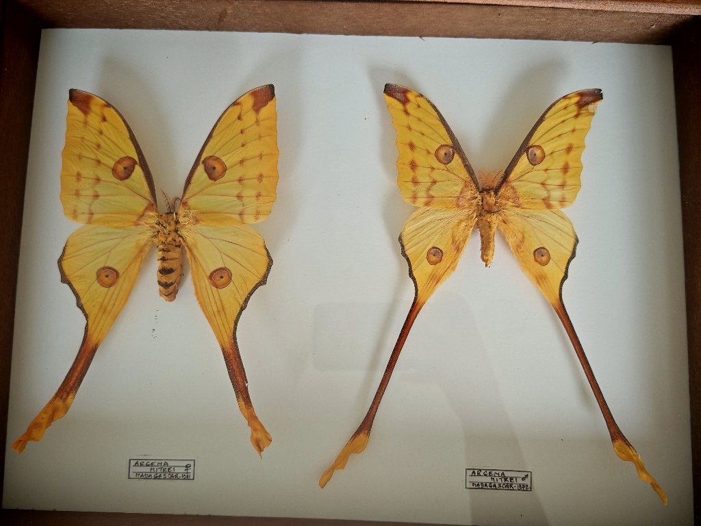 Prachtige set Argema Mittrei vlinders in lijst, Ophalen of Verzenden, Zo goed als nieuw, Insect, Opgezet dier
