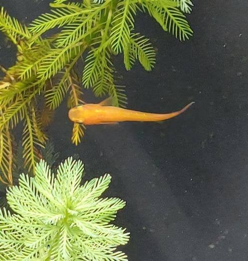Oranje Japanse rijstvis, Medaka, mini-koi, volwassen en jong, Overige soorten