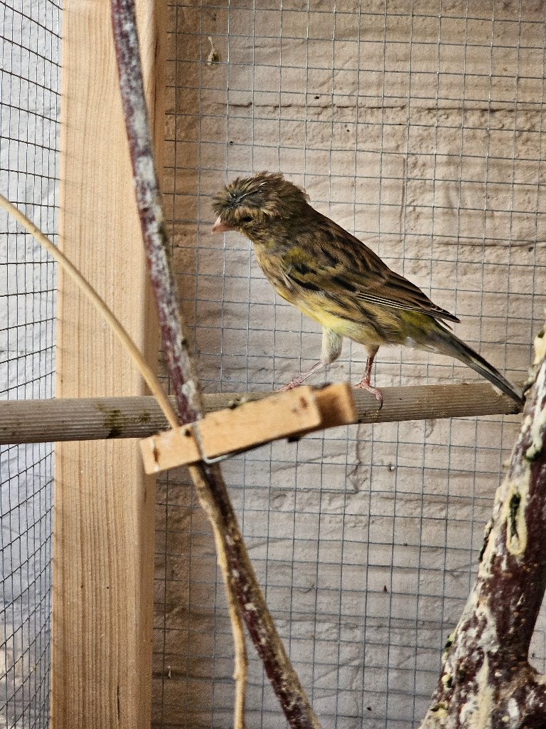 Jonge Kanarie's, Dieren en Toebehoren, Vogels | Kanaries, Mannelijk, Zangkanarie