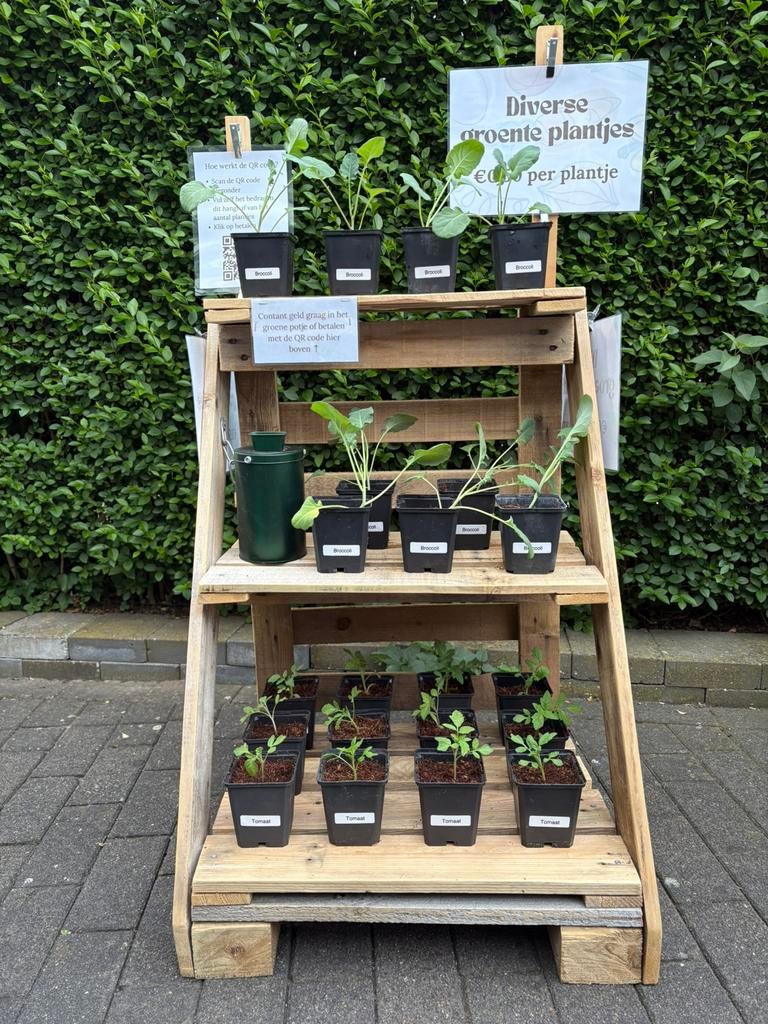 Diverse biologische groente plantjes, Tuin en Terras, Ophalen of Verzenden