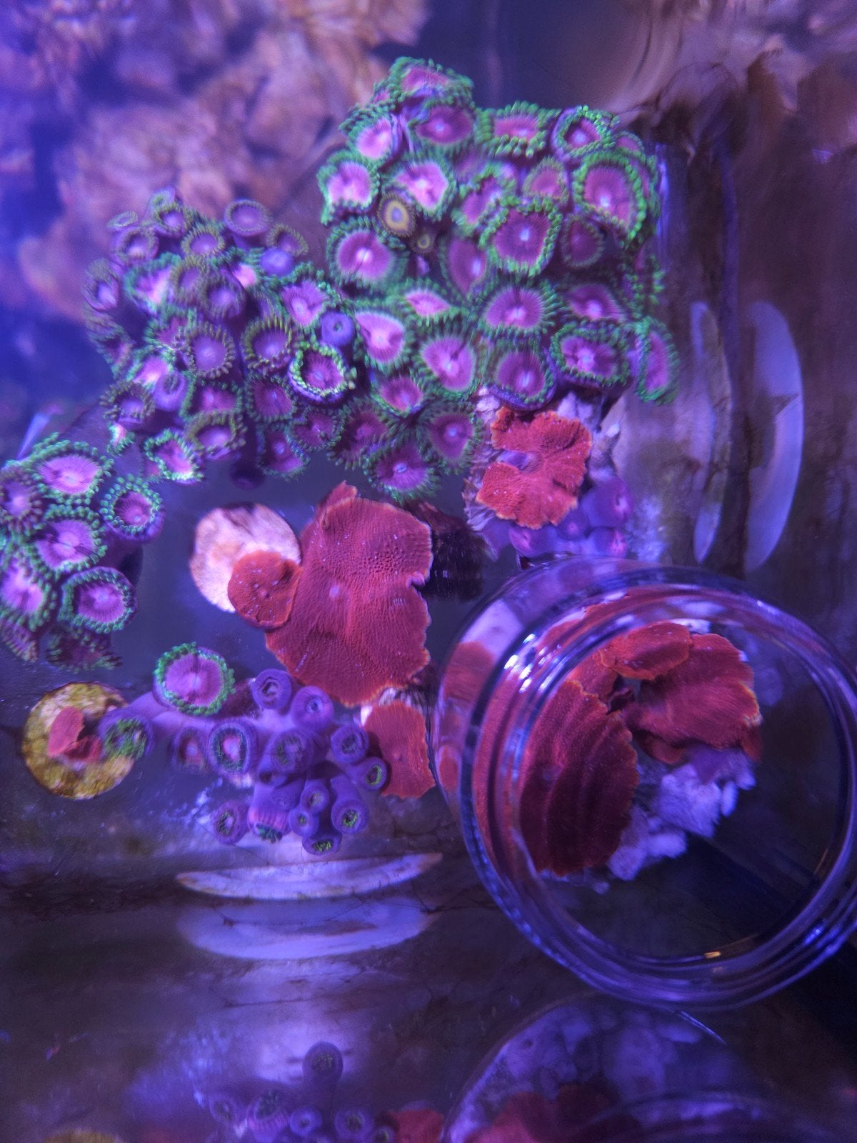 Discosoma red op steen 7.5 per oor., Dieren en Toebehoren, Ophalen of Verzenden