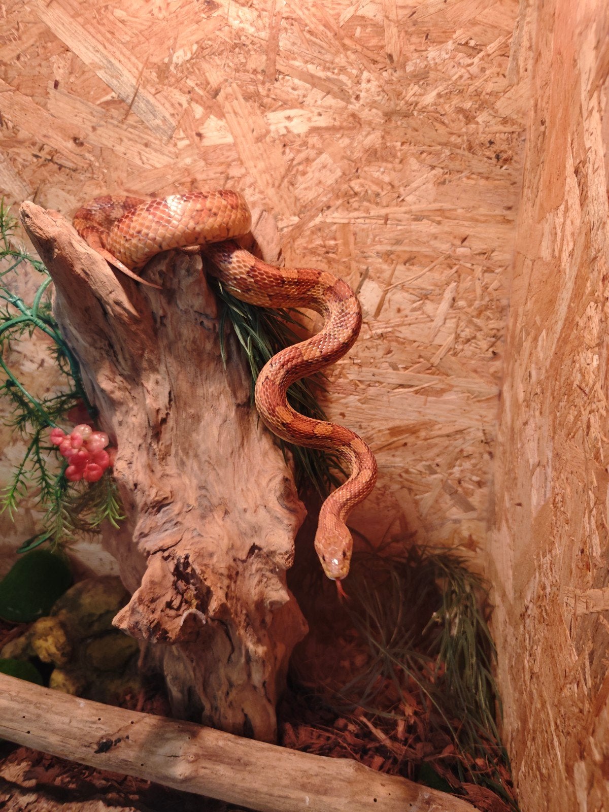 Terrarium met 3 rattenslangen icl. toebehoren en voedsel Rat Snake photo 4