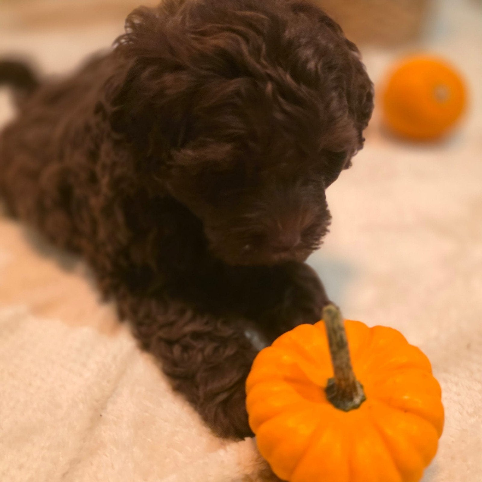 1 Mooie Chocolade bruine Maltipoo reutje, Overige rassen, CDV (hondenziekte), 8 tot 15 weken, Meerdere