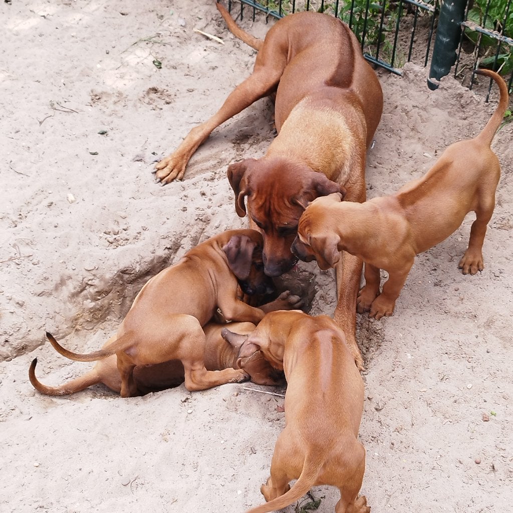 Rhodesian Ridgeback pups met STAMBOOM!, Dieren en Toebehoren, Parvo, Overige rassen, 8 tot 15 weken, Meerdere
