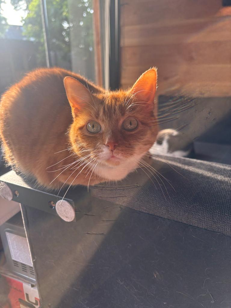 2 poesjes (zusjes) zoeken nieuwe woonruimte, Poes