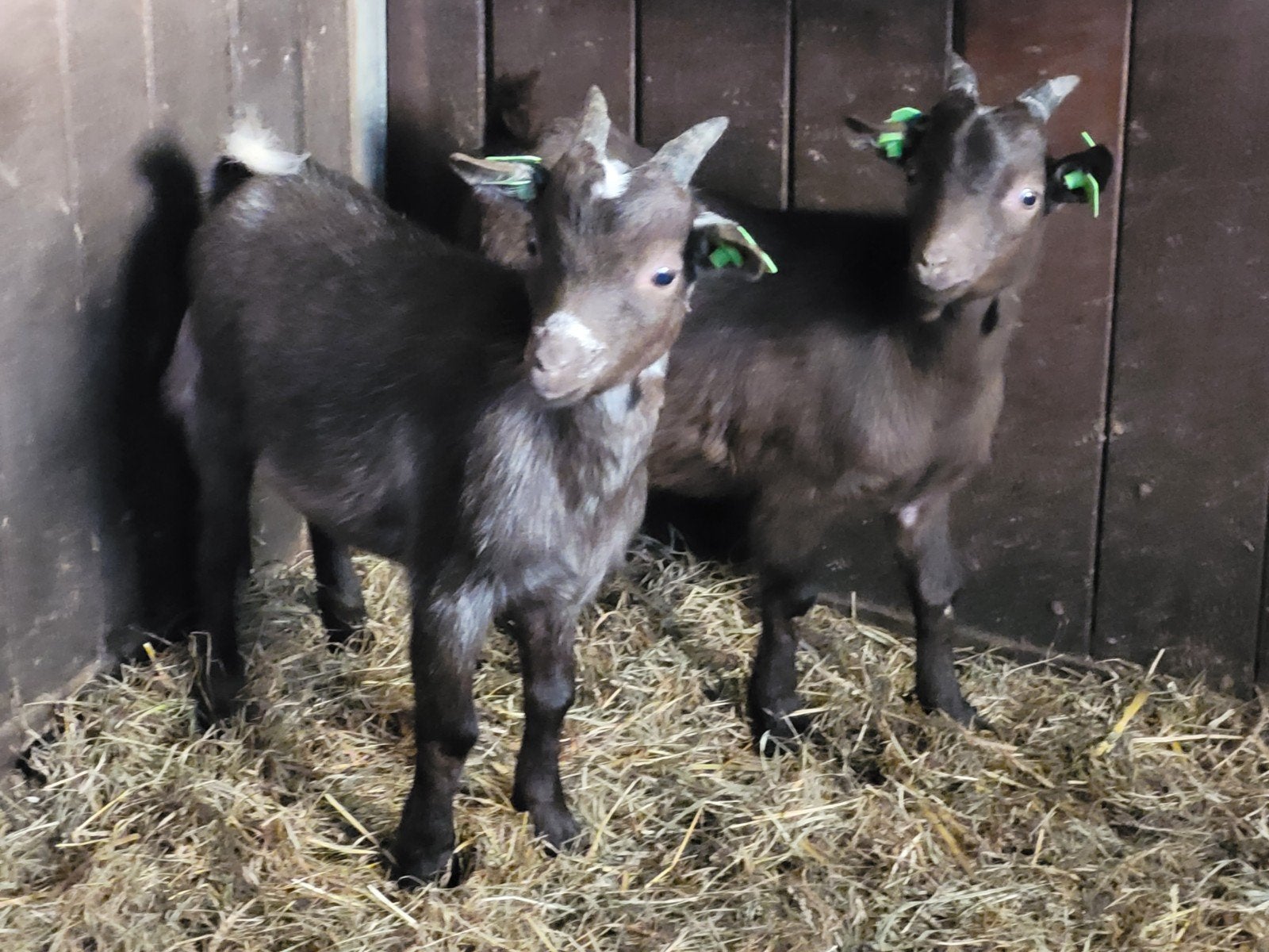 2 dwerggeit bokjes, Dieren en Toebehoren, Mannelijk, Geit, 0 tot 2 jaar
