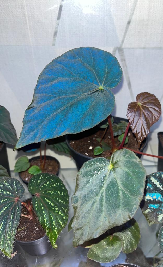 Begonia Pavonina, Overige soorten, In pot, Minder dan 100 cm, Bloeiende kamerplant