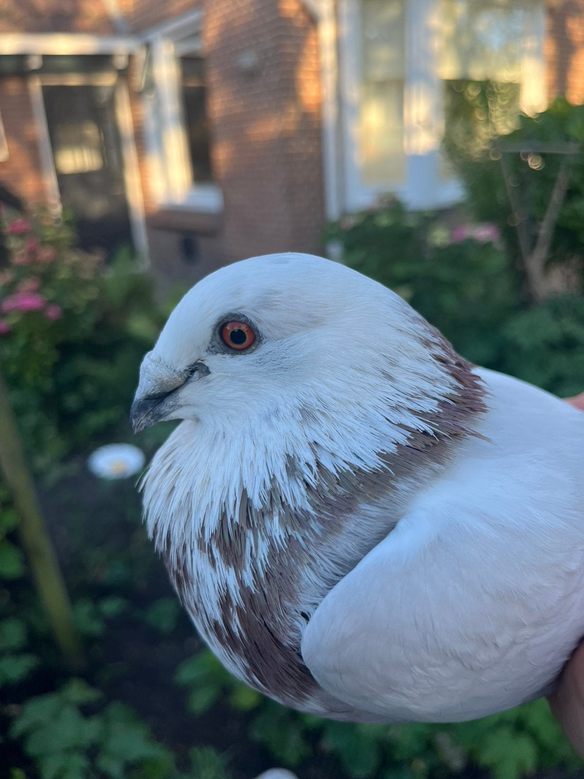 Tilduif, Dieren en Toebehoren, Vogels | Duiven, Mannelijk, Kropper
