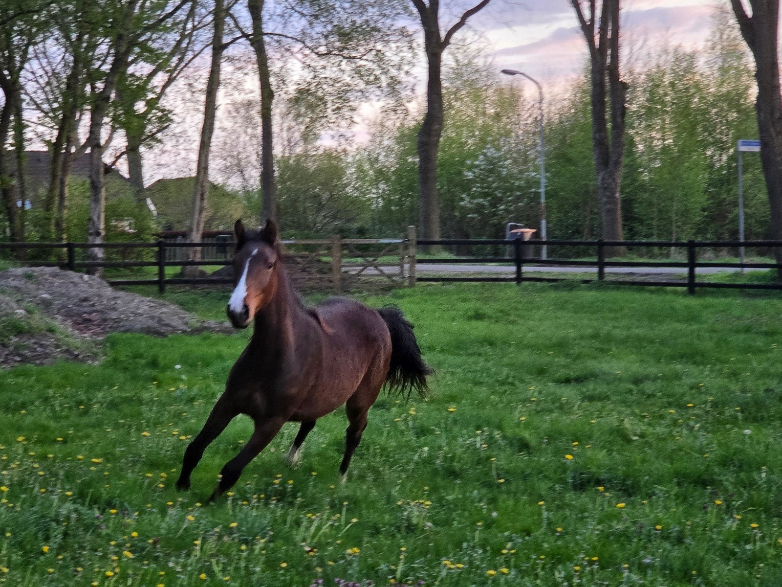 kwpn jaarling, Merrie, Springpaard, Met stamboom, 0 tot 2 jaar