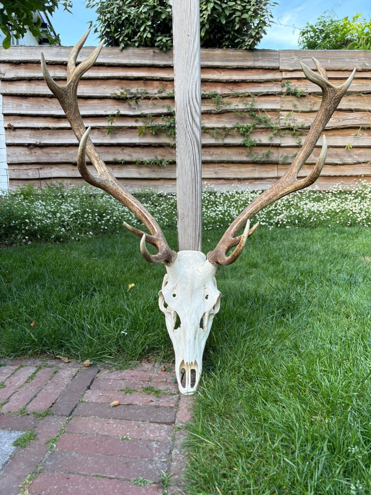 Edelhert gewei van de Veluwe, Verzamelen, Dierenverzamelingen, Ophalen, Zo goed als nieuw, Hert, Gewei of Kop