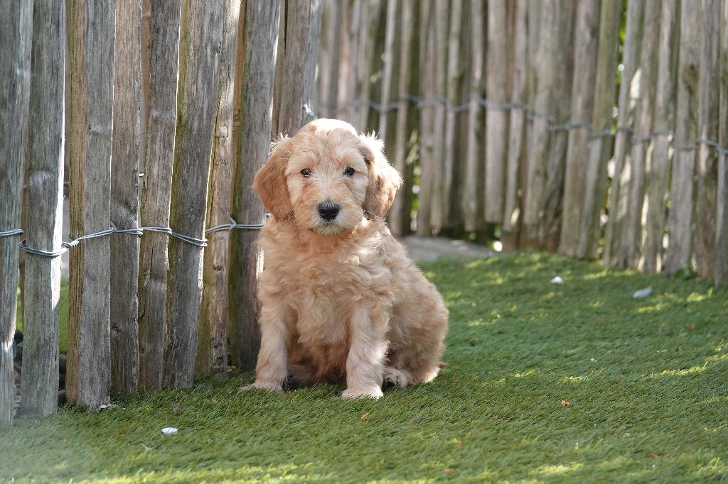 Prachtig mini Labradoodle pups (stamboom), Dieren en Toebehoren, Parvo, België, Overige rassen, 8 tot 15 weken