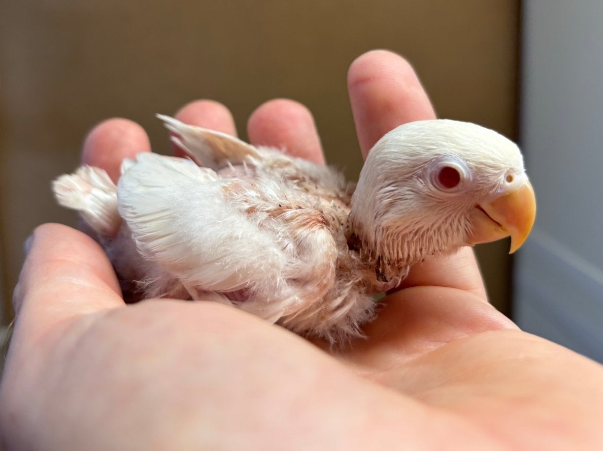 Jonge albino Agapornis fischeri dwergpapegaai, Dieren en Toebehoren, Geslacht onbekend, Dwergpapegaai of Agapornis
