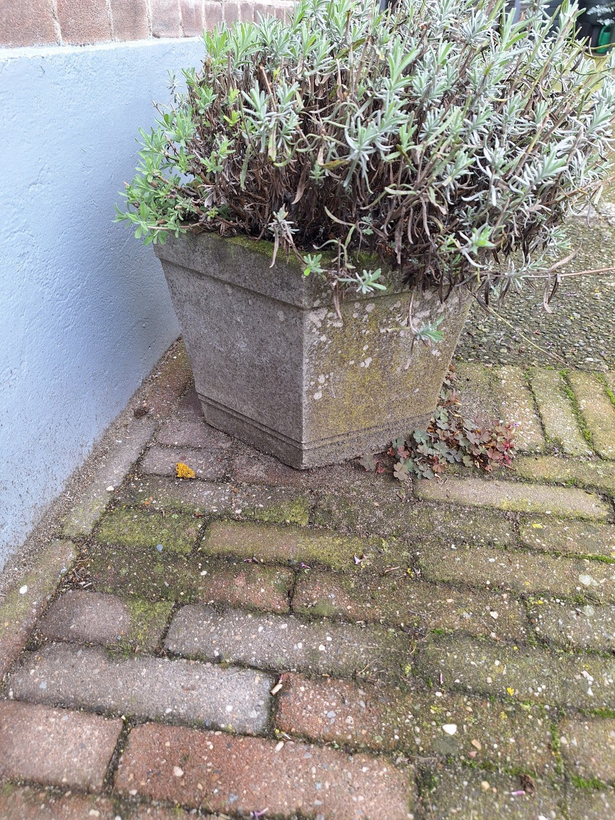2 stenen plantenbakken met lavendel, Ophalen, Steen, Gebruikt, Minder dan 30 cm