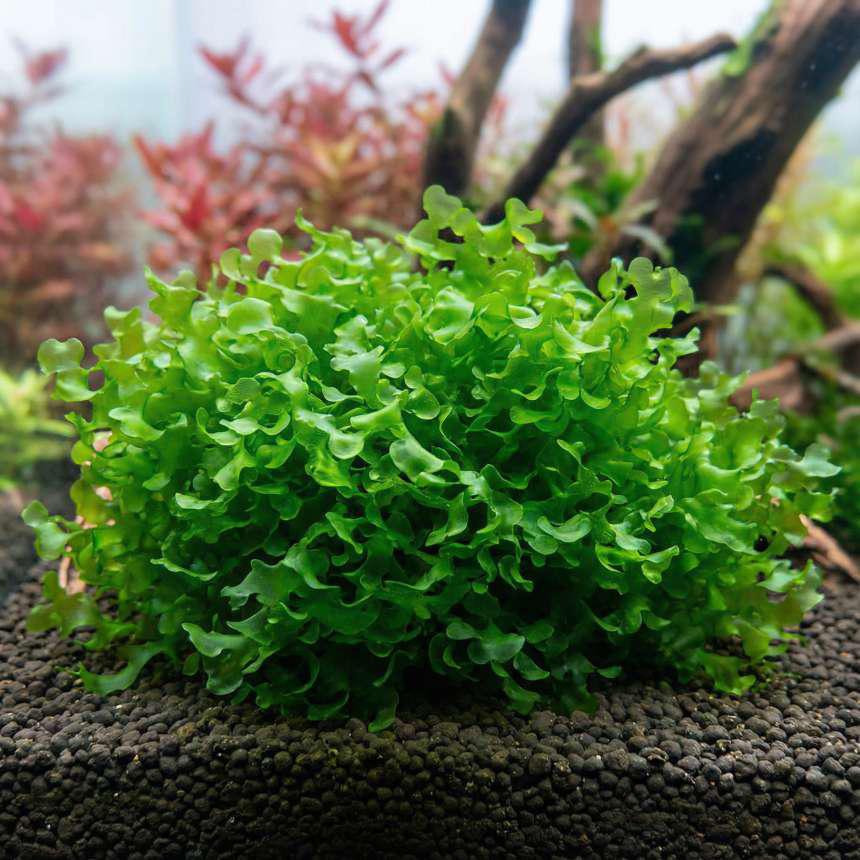 Levermos, Dieren en Toebehoren, Vissen | Aquaria en Toebehoren, Ophalen, Nieuw, Plant(en), Steen of Hout