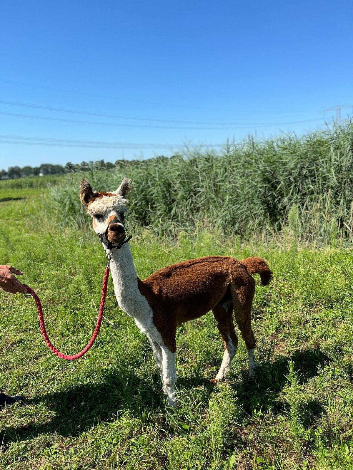 Bonte Alpaca hengst te koop, Augustus, Mannelijk