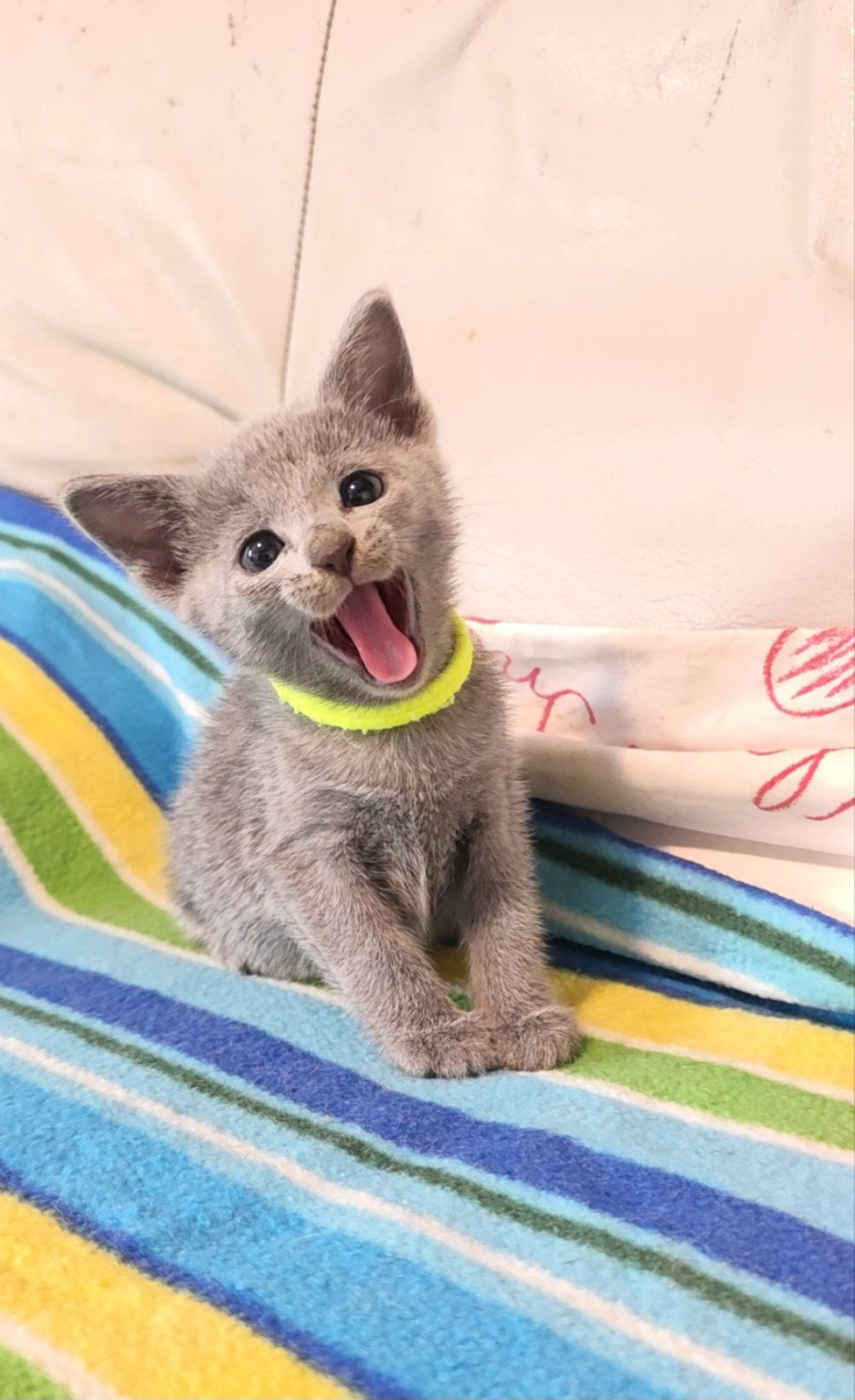 Blauwe Rus Kittens met Stammbom, Meerdere dieren, Met stamboom