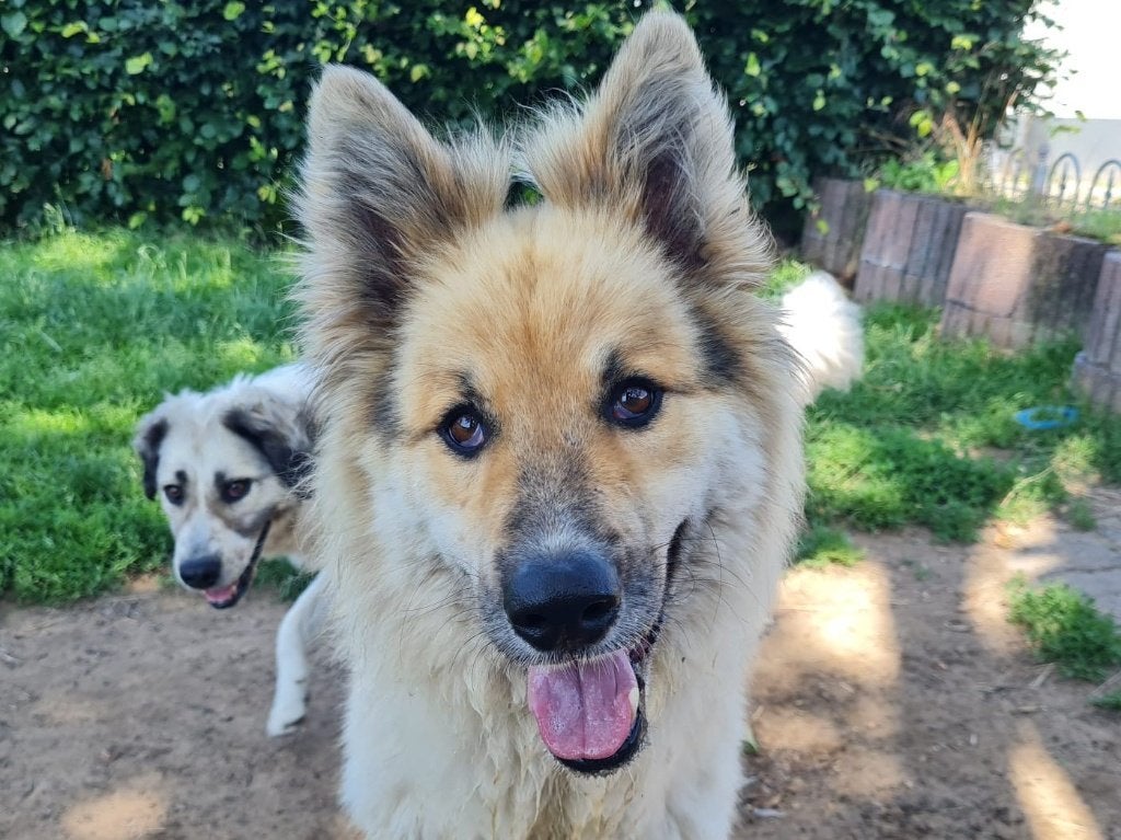 Matty, een vrolijke mooie grote hond. Matty is in Nederland, Dieren en Toebehoren, Honden | Niet-rashonden, Particulier, Reu, Buitenland