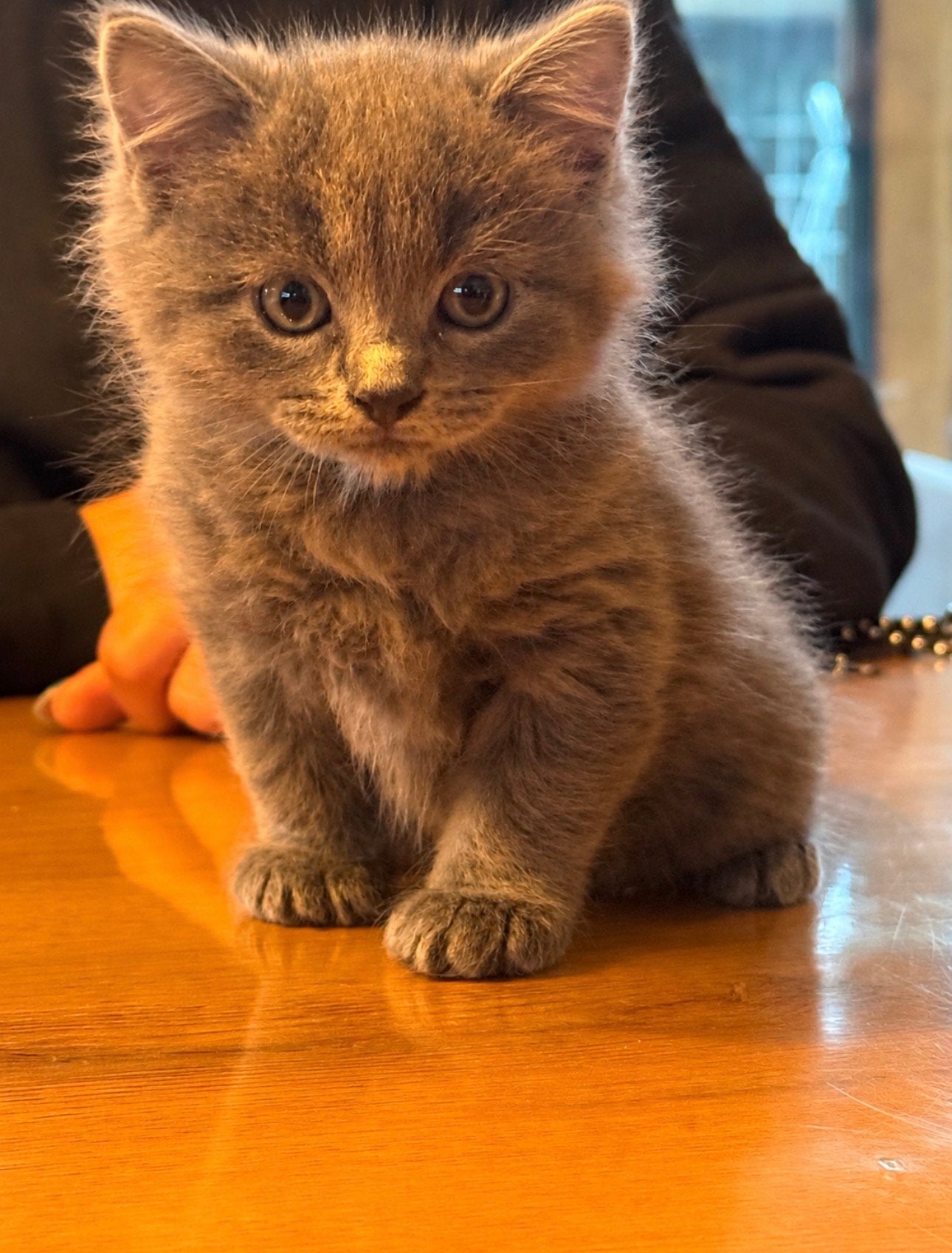 Ragdoll x Nebelung kittens poesjes en katertjes, Meerdere dieren, Ontwormd, 0 tot 2 jaar