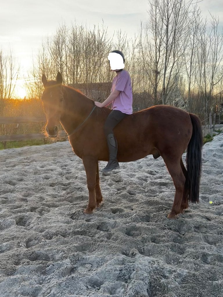 Een fijne plek gezocht voor onze E-pony, Dieren en Toebehoren, Pony's, Ruin, Niet van toepassing, 11 jaar of ouder, Recreatiepony