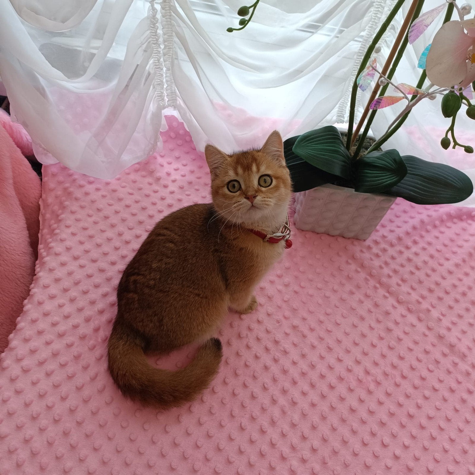 Prachtige Britse golden shaded kittens, Dieren en Toebehoren, Meerdere dieren, Gechipt