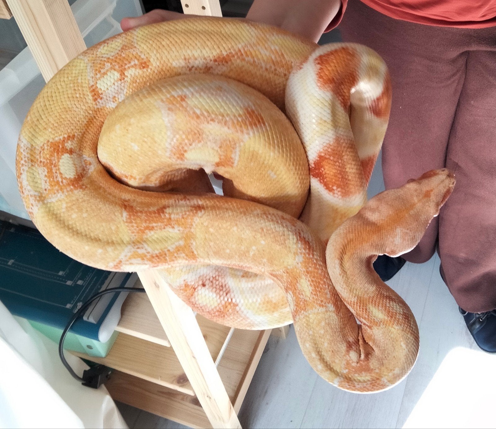 1.0 Sunglow Boa Constricor Imperator Boa Constrictor - male for sale from Norah Murray