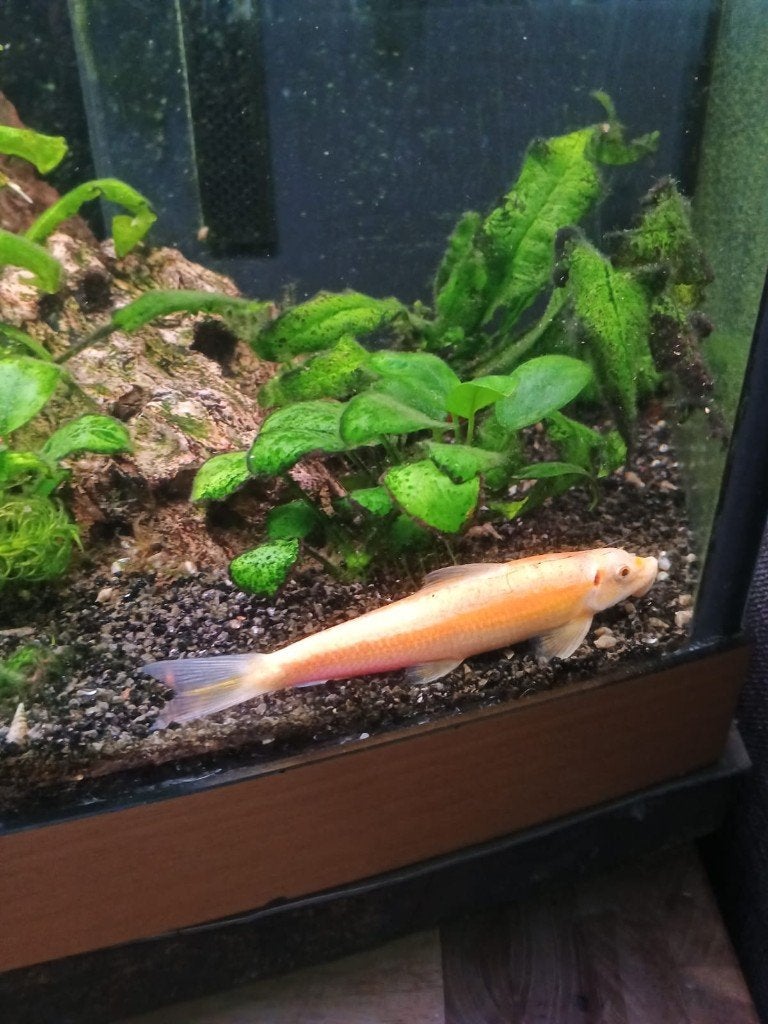 Gratis af te halen Meerval voor aquarium, Vis, Zoetwatervis