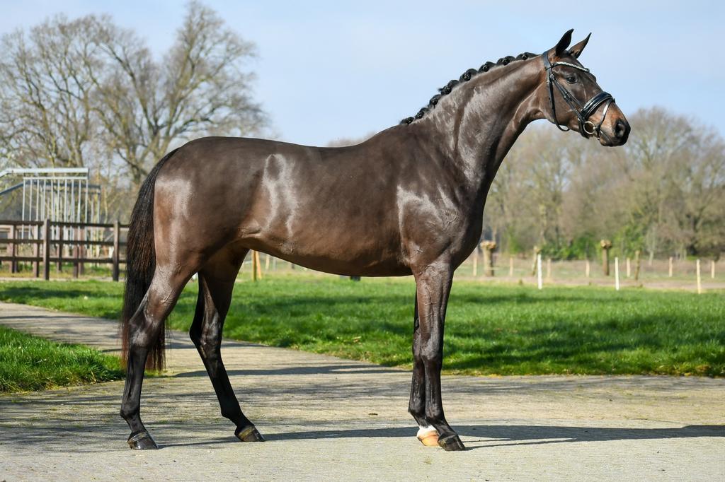Aparte zwarte merrie van Sir Donnerhall, Dieren en Toebehoren, Paarden, Merrie, Met stamboom, Dressuurpaard, 3 tot 6 jaar
