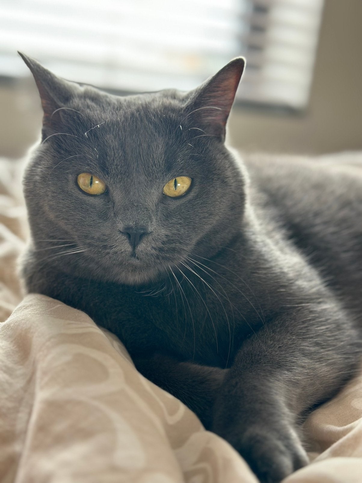 Herplaatsing: Levi (Britse Korthaar/kater), Kater, Gechipt