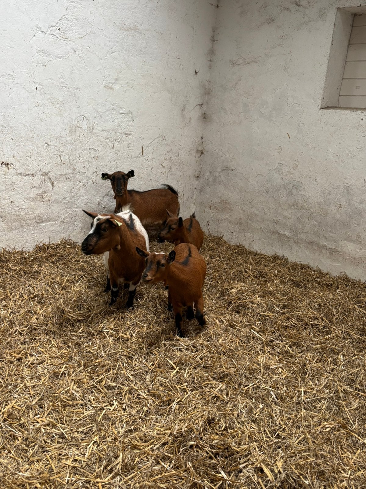 4 vrouwelijke dwerggeiten te koop, Dieren en Toebehoren, Vrouwelijk, Geit