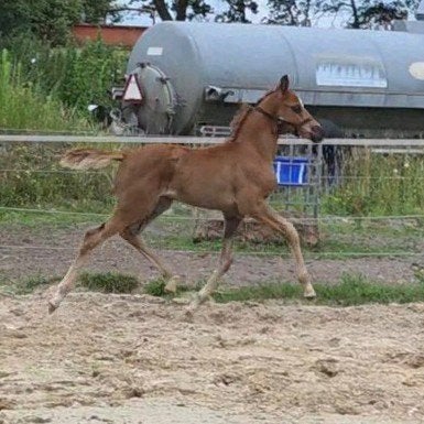 Kwaliteitsvol Kwpn hengstveulen van Bocelli TN, Dieren en Toebehoren, Paarden, Hengst, Dressuurpaard, 0 tot 2 jaar