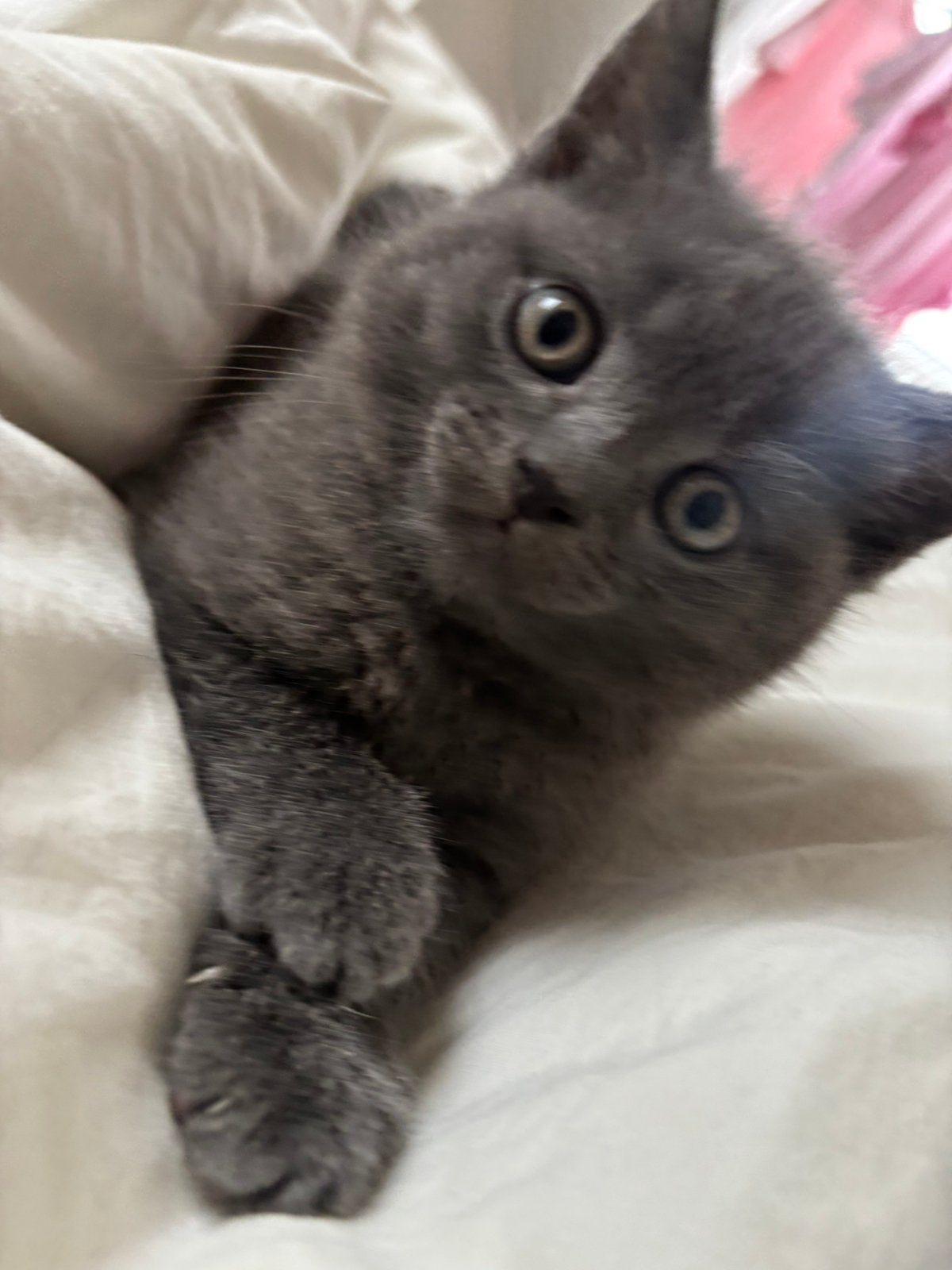 Britse korthaar kater, Dieren en Toebehoren, Kater, Ontwormd