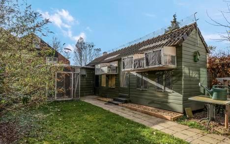 Duiventil/duivenhok, Dieren en Toebehoren, Vogels | Duiven, Mannelijk, Postduif