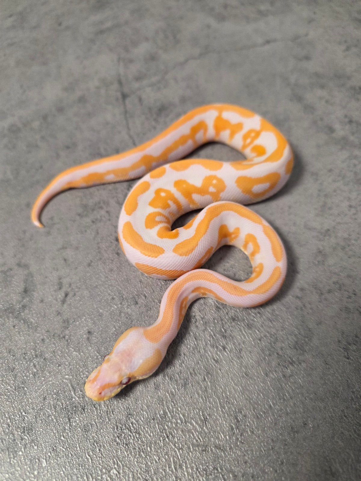 Cinnamon Leopard Lavender Albino 2026 Ball Python photo 3