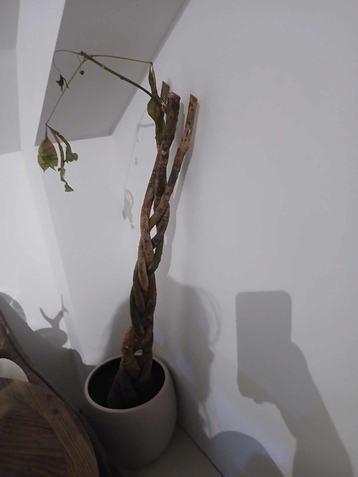 Plant incl pot zoekt liefdevol nieuw thuis (gratis af te hal, Ophalen