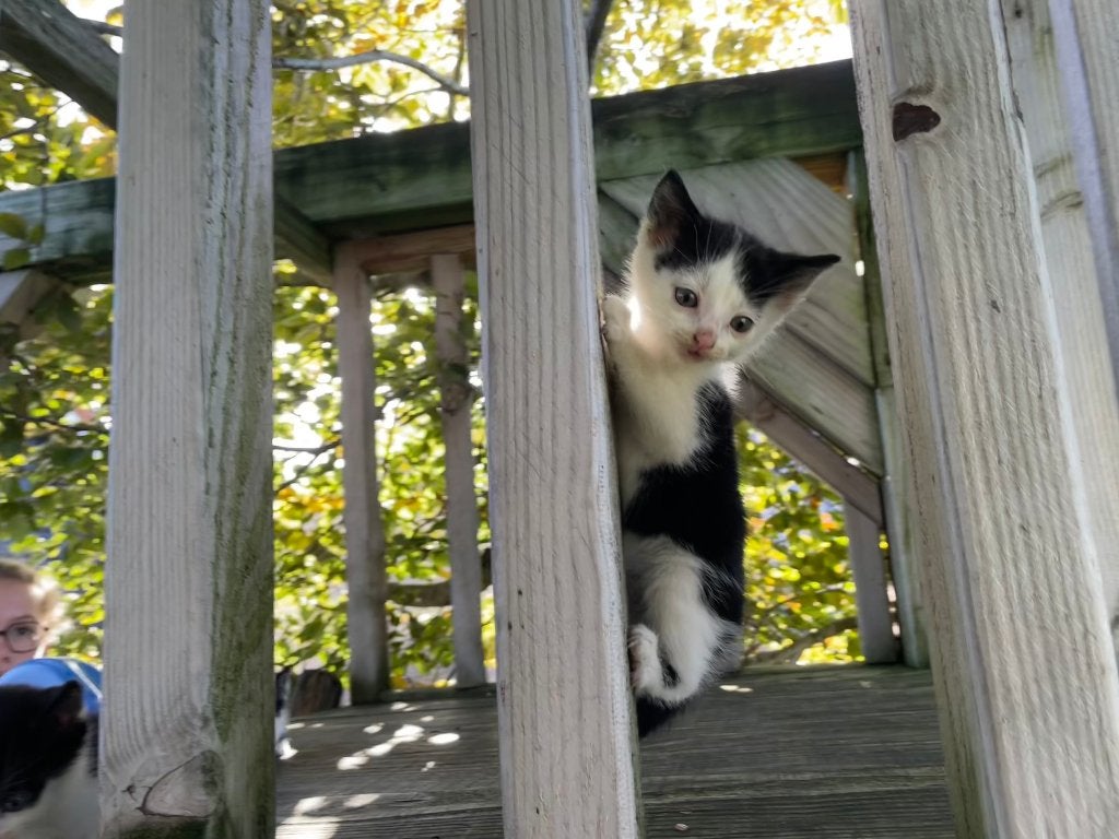 6 Superlieve Kittens jonge poesjes, Kater, Kortharig, 0 tot 2 jaar