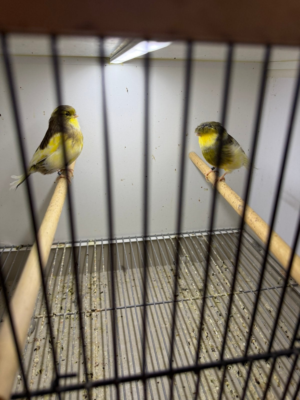 Gloster Geel Bont koppel, Dieren en Toebehoren, Meerdere dieren