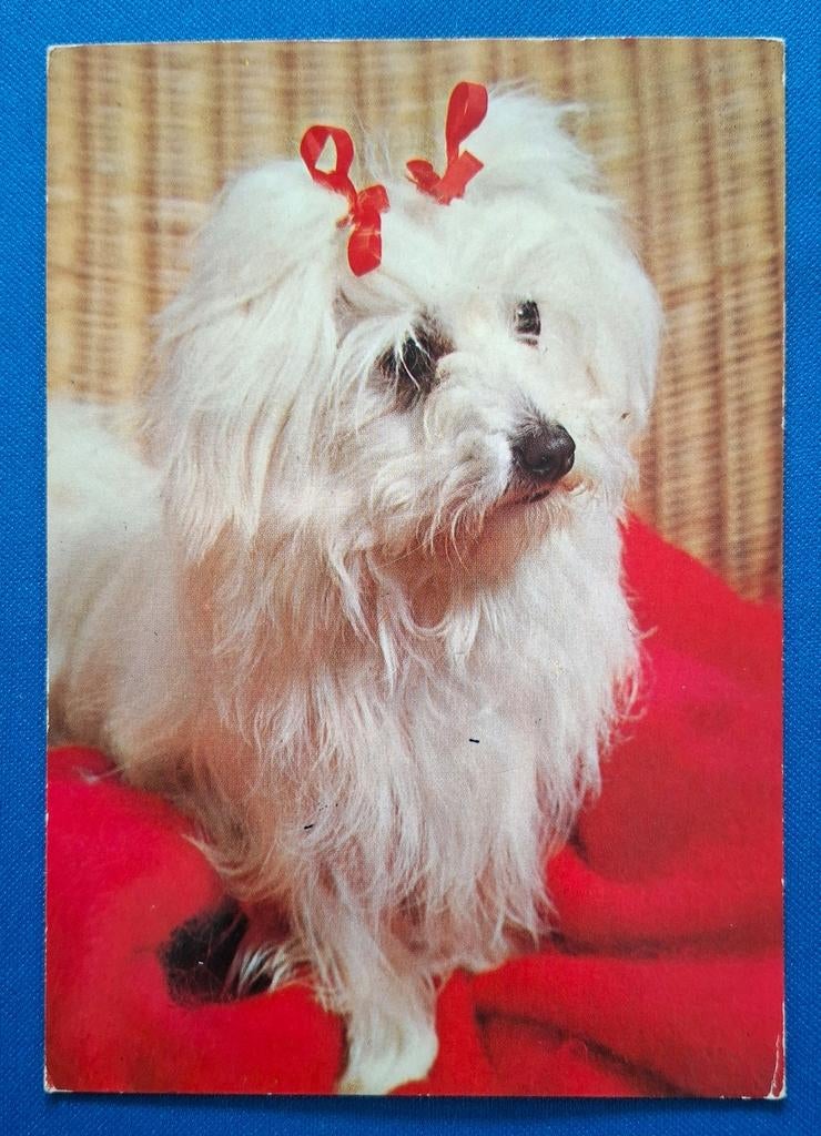 Ansichtkaart met hond Jonge Maltezer 1974, Ophalen of Verzenden, 1960 tot 1980, Gelopen, Hond of Kat