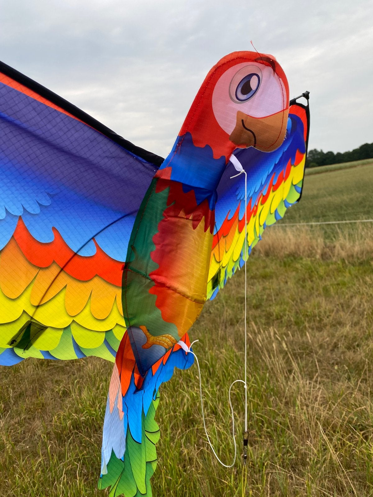 Kleurrijke 3D papegaai vlieger! 78x140cm nieuw!, Ophalen of Verzenden, Zo goed als nieuw, Tweelijns