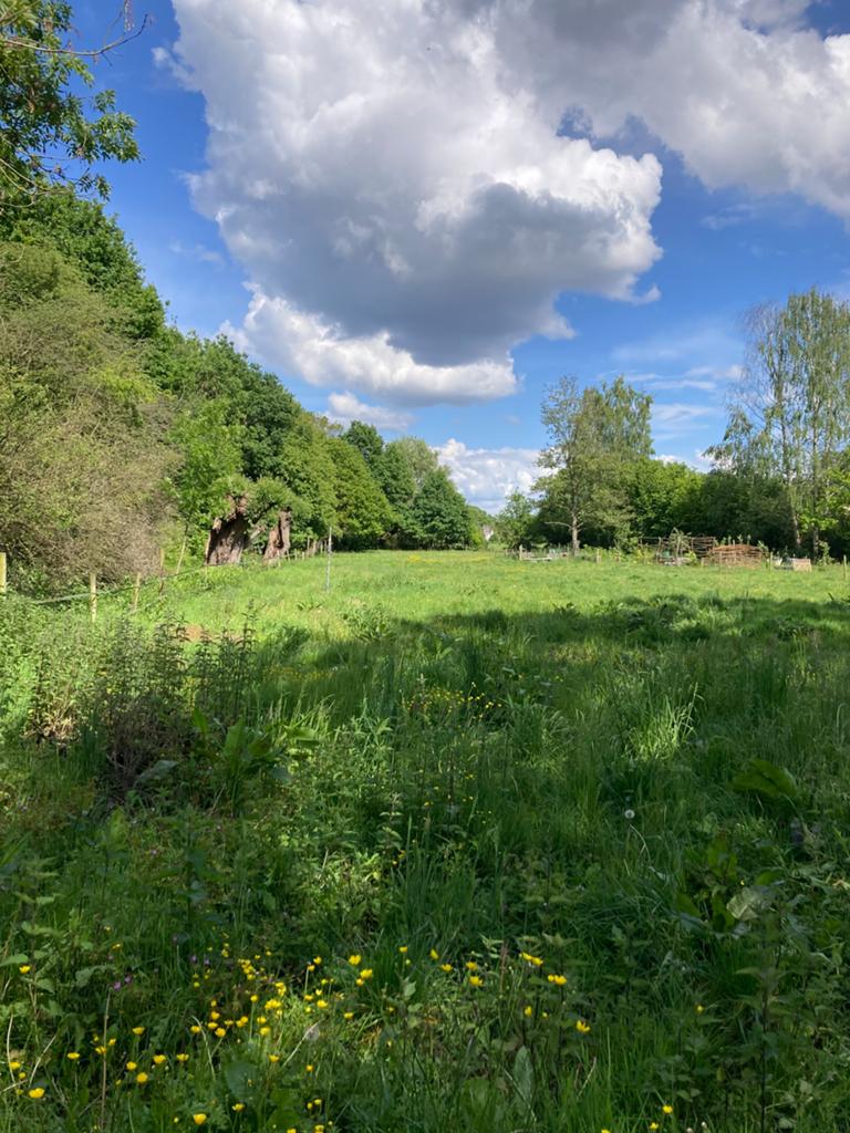Weiland te huur buitengebied Geldrop, Weidegang