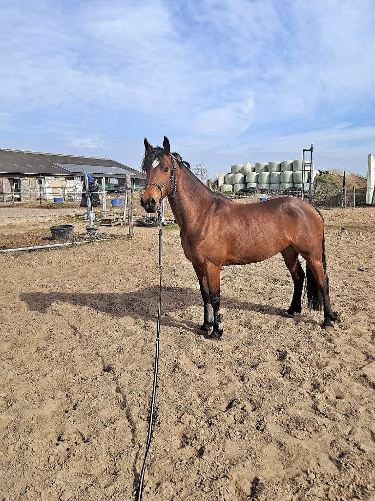 E - pony, Dieren en Toebehoren, L, 7 tot 10 jaar, Tuigpony, Merrie