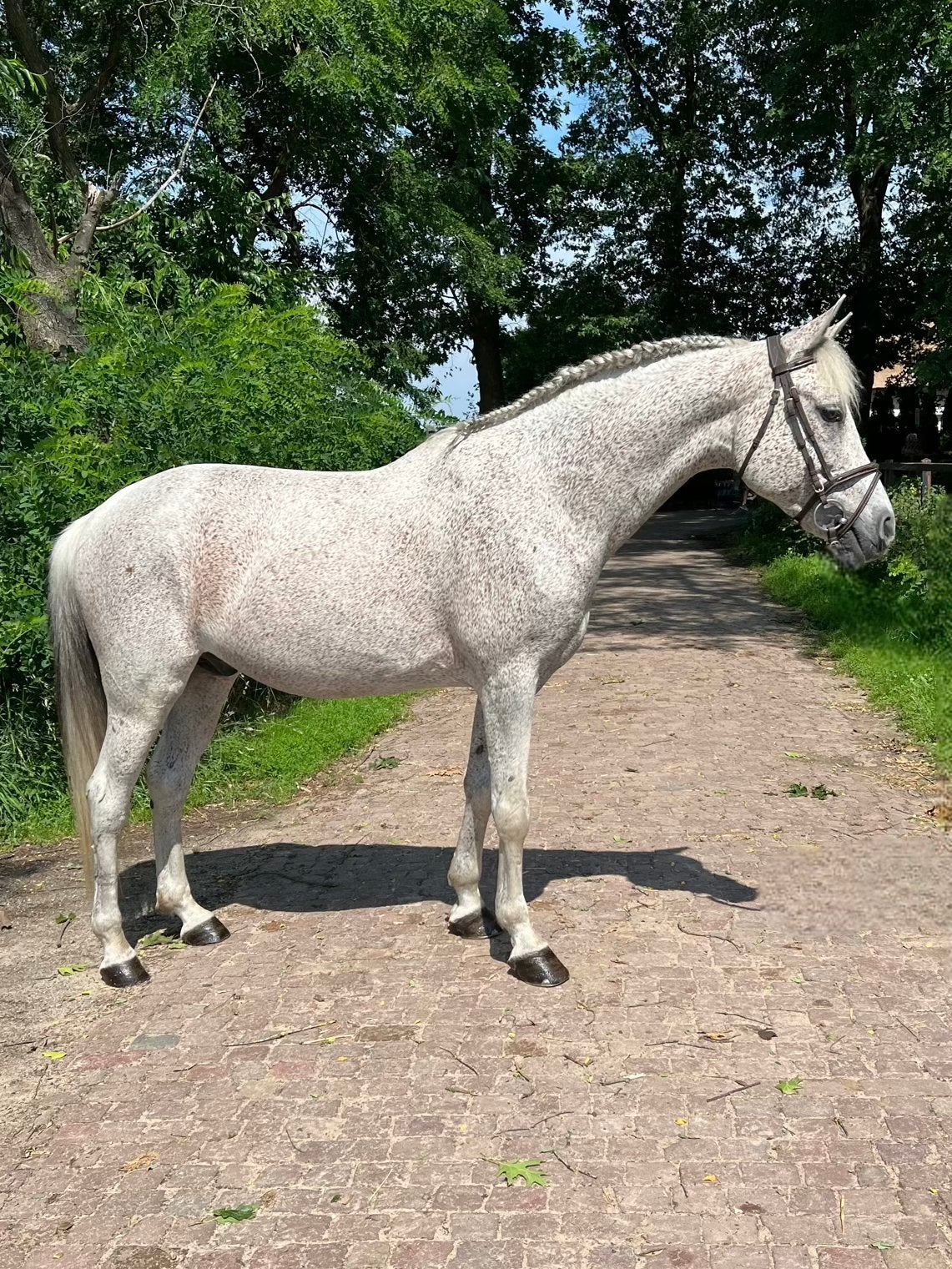 Lieve allround E pony, E pony (1.48m - 1.57m), Ruin, 11 jaar of ouder, Recreatiepony