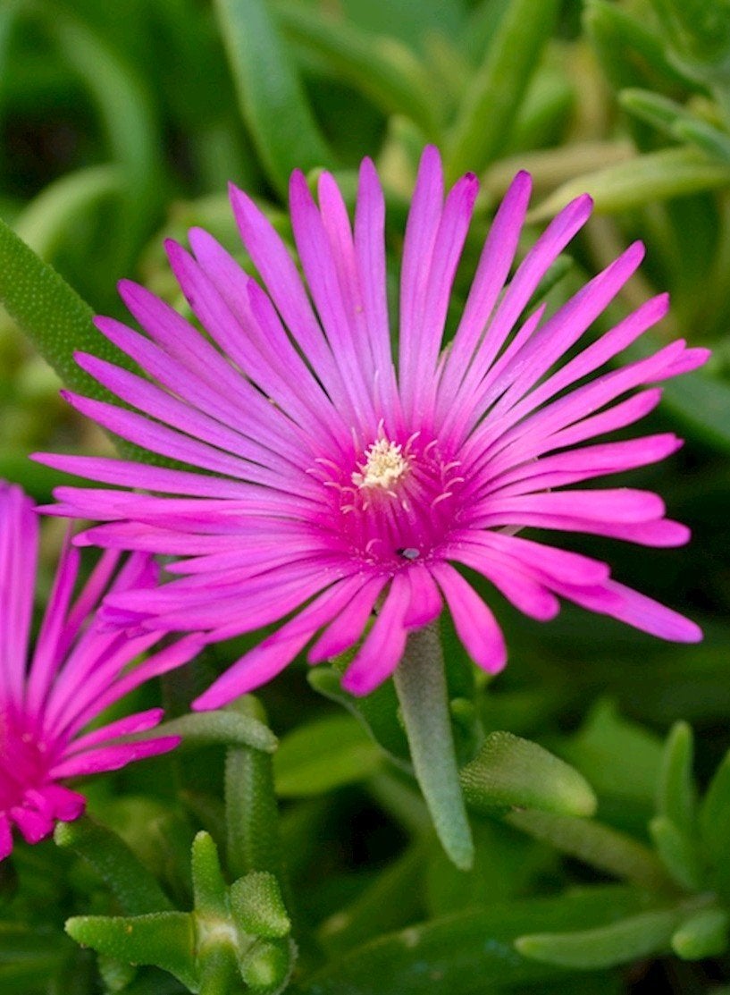 Vaste ijsbloem (Delosperma Cooperi), Bodembedekkers, Volle zon, Vaste plant, Ophalen of Verzenden