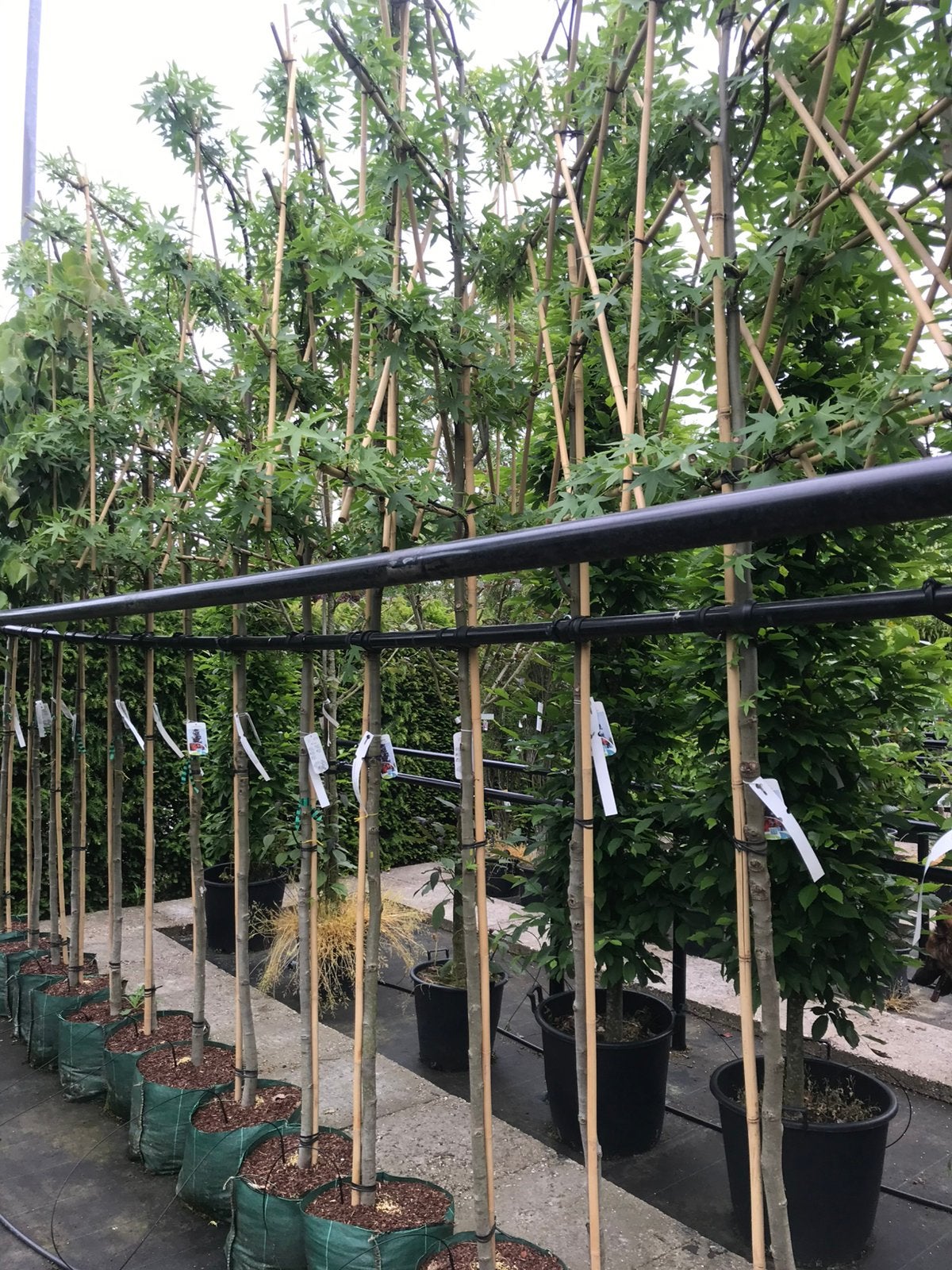 Lei amberbomen, leivorm beuken en lei laurier uit eige kweek, Tuin en Terras, Halfschaduw, 100 tot 250 cm, Zomer, Ophalen