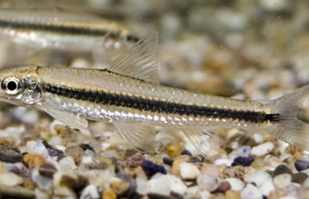 Siamese Algeneter - Crossocheilus Oblongus, Dieren en Toebehoren, Vissen | Aquariumvissen, Vis, Zoetwatervis