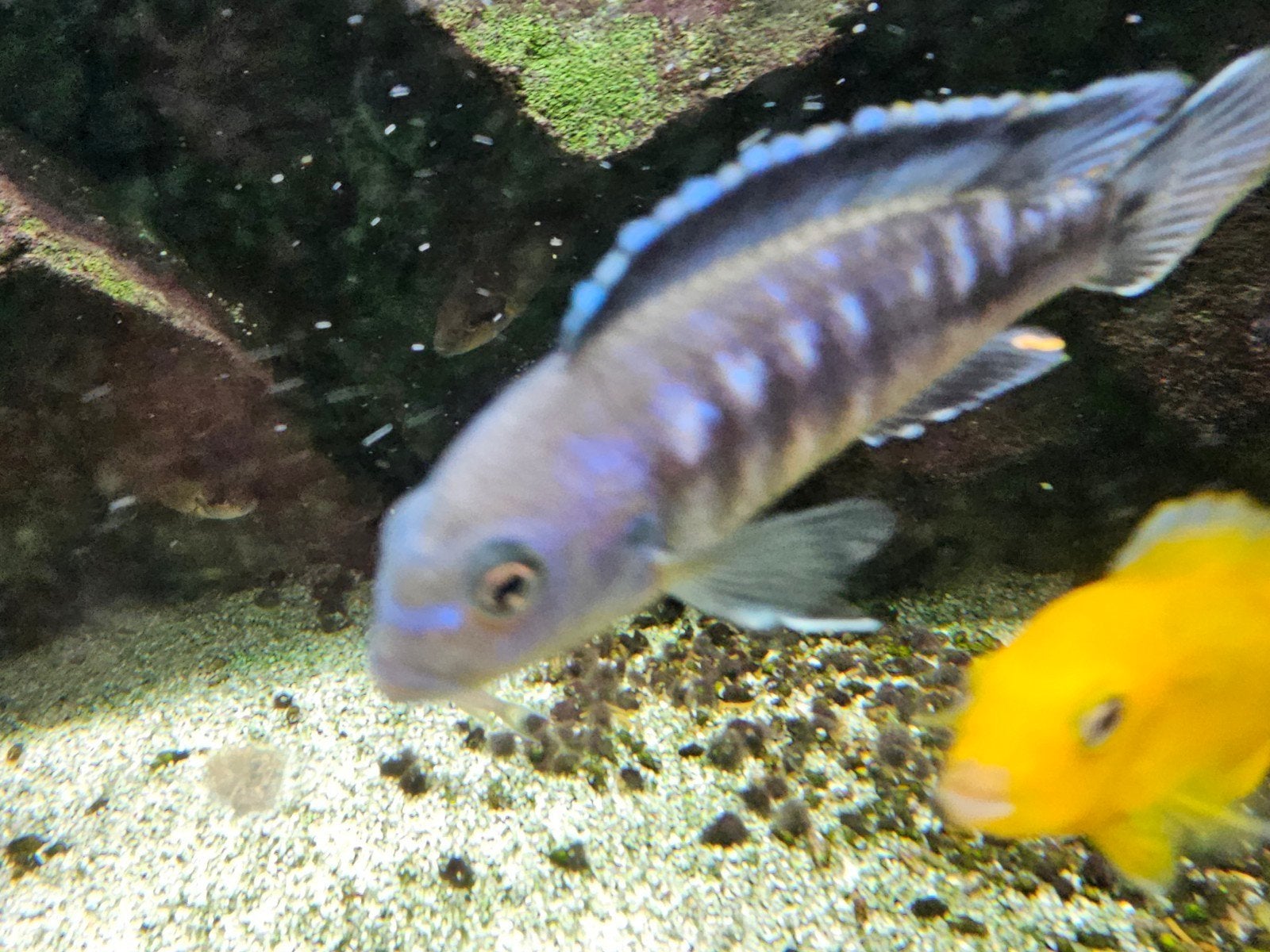 Malawi Cichliden Salousi, Dieren en Toebehoren, Vissen | Aquaria en Toebehoren, Ophalen, Overige merken