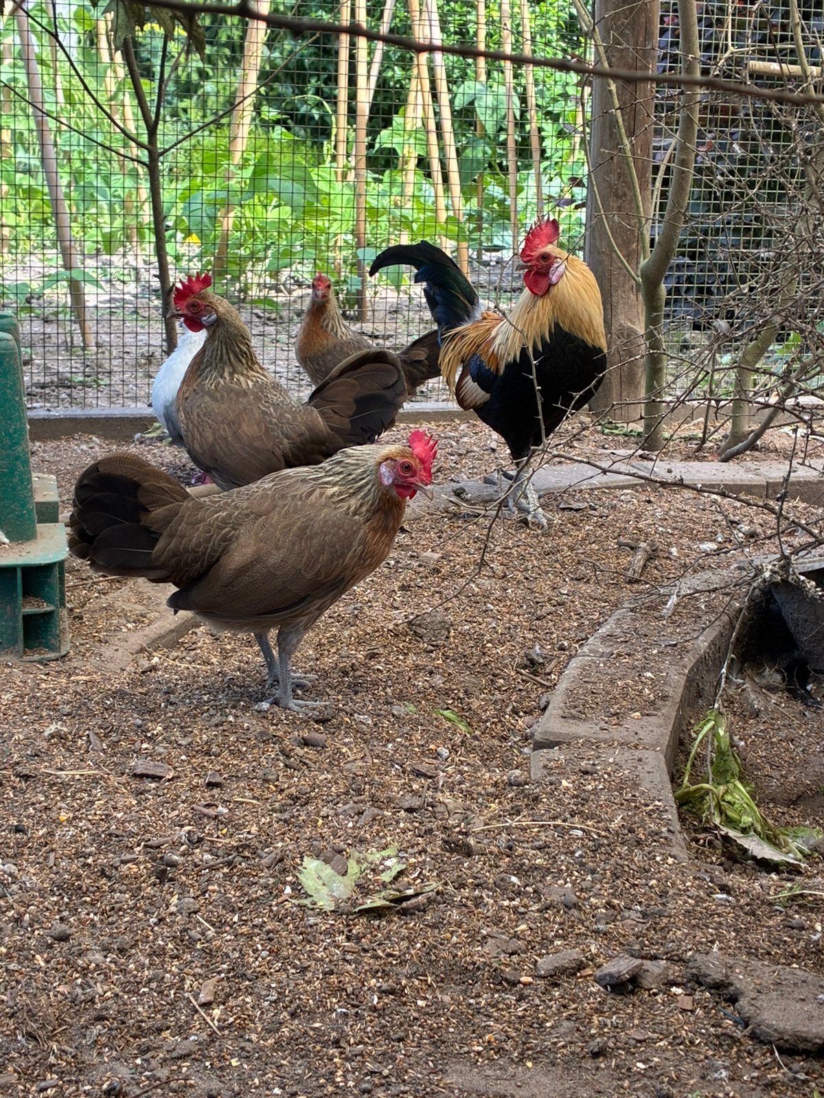 Hollandse kriel, Dieren en Toebehoren, Pluimvee, Meerdere dieren, Kip
