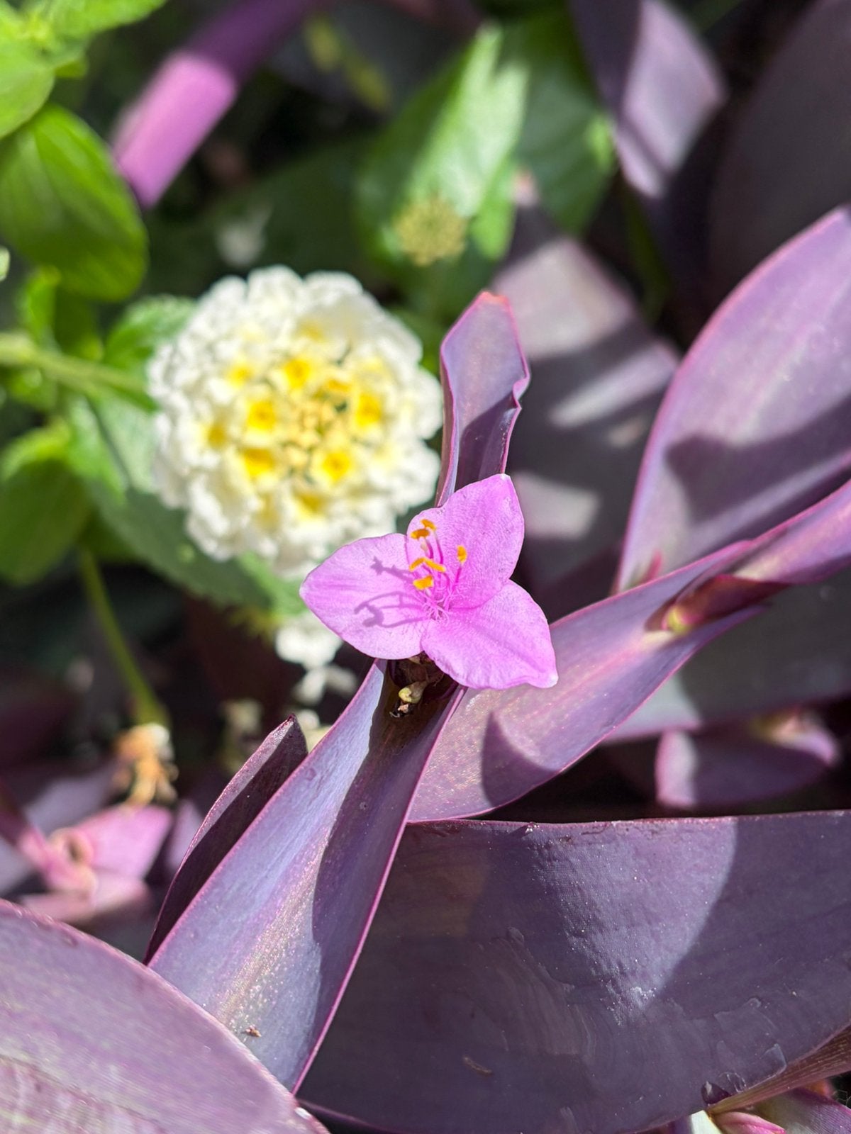 Tradescantia Pallida, Purple Heart, Kamerplant stekken, Ophalen, Overige soorten, Minder dan 100 cm, Volle zon