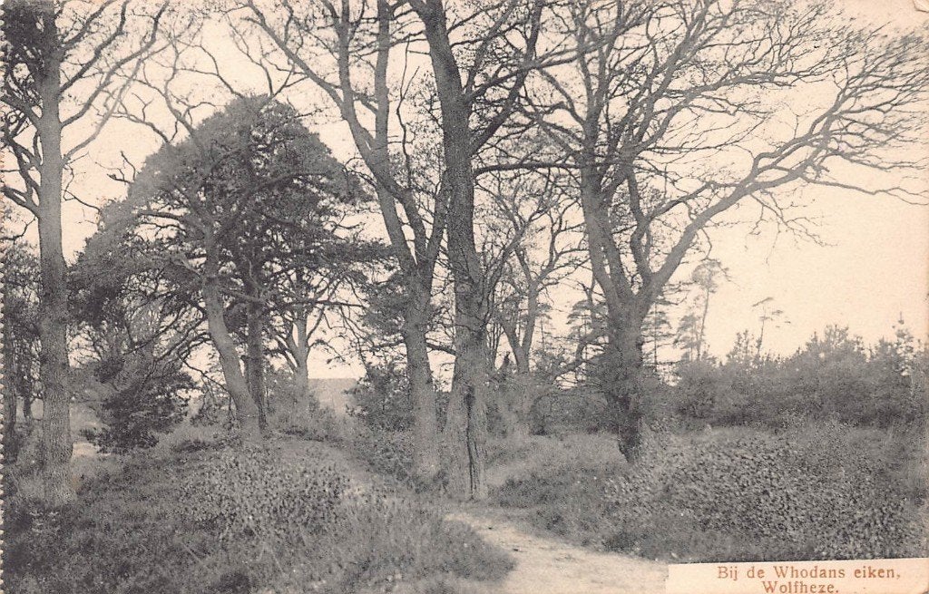 322 Wolfheze - Bij den Whodans eiken  1916, Ophalen of Verzenden, Voor 1920, Gelopen, Gelderland