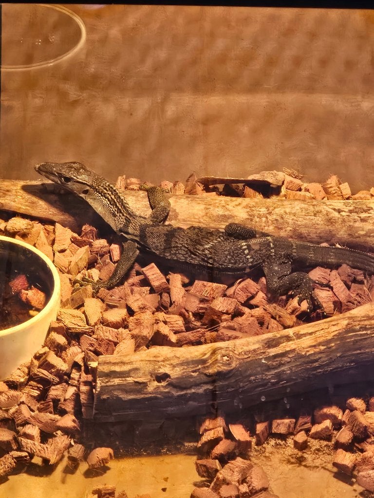 Varanus Rudicollis  varan à cou rugueux, Hagedis, 0 tot 2 jaar